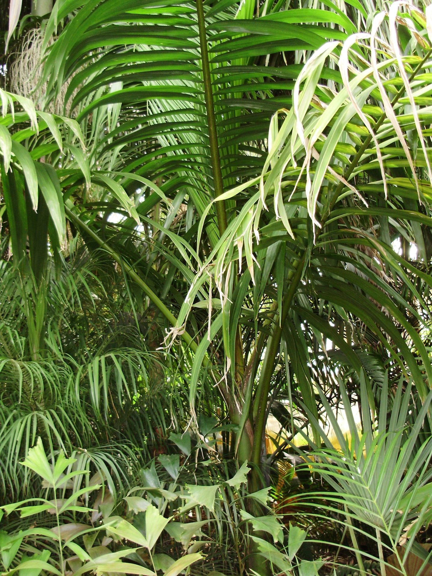 Pictures around the garden - DISCUSSING PALM TREES WORLDWIDE - PalmTalk